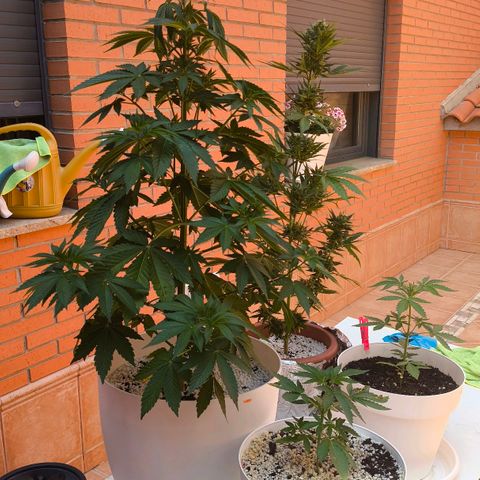 Super Skunk 32cm growlog timeline photo