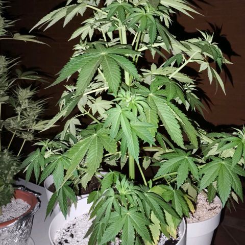 Super Skunk 32cm growlog timeline photo