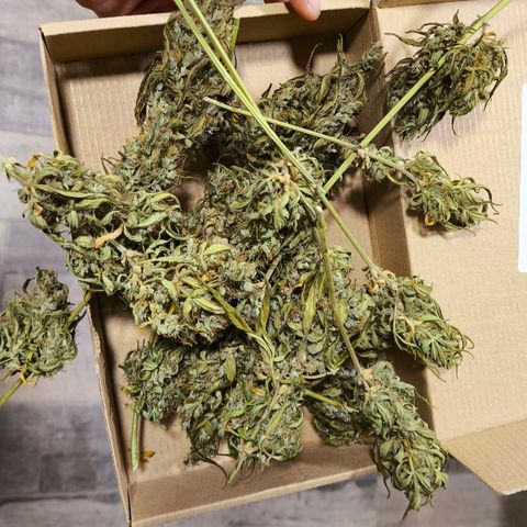 Northern Lights 25cm growlog timeline photo