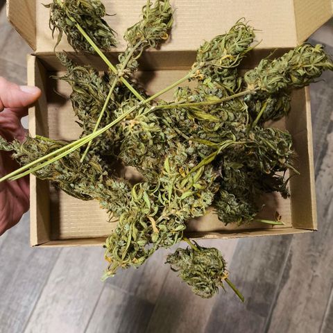 Northern Lights 25cm growlog timeline photo