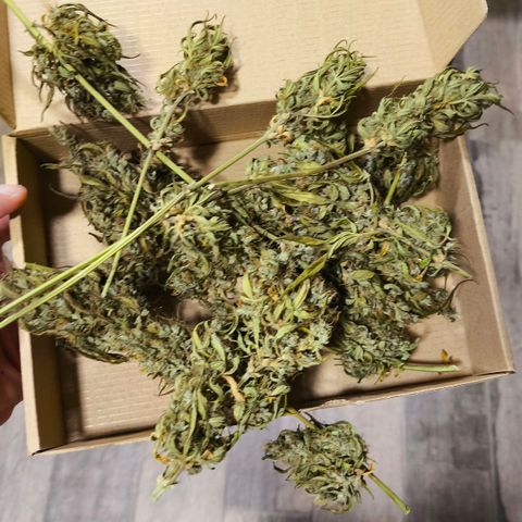 Northern Lights 25cm growlog timeline photo