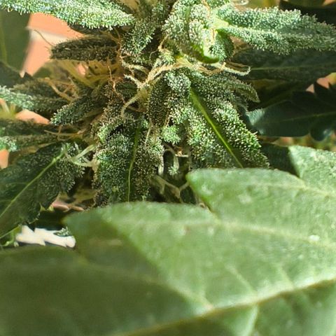 Northern Lights Auto topping growlog timeline photo