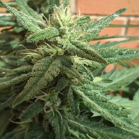 Northern Lights Auto topping growlog timeline photo