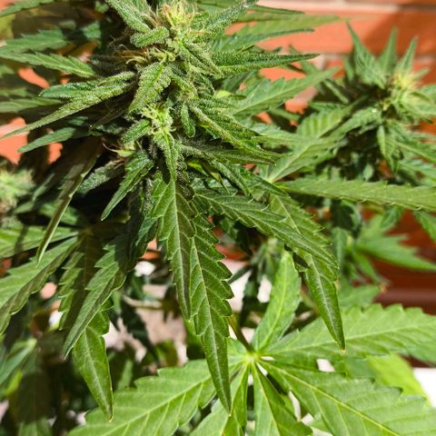 Northern Lights Auto topping growlog timeline photo
