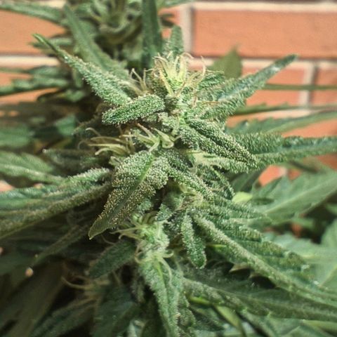 Northern Lights Auto topping growlog timeline photo