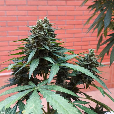 Northern Lights Auto topping growlog timeline photo