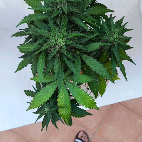 Northern Lights Auto topping growlog timeline photo