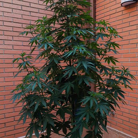 Super Skunk 32cm growlog timeline photo