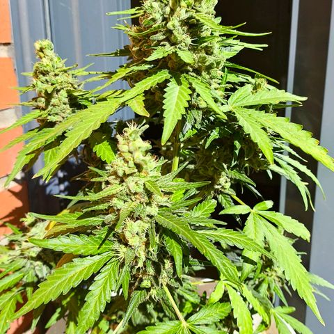 Northern Lights Auto topping growlog timeline photo