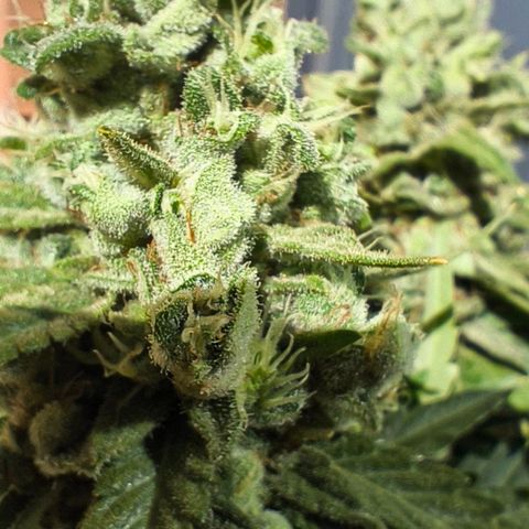 Northern Lights Auto topping growlog timeline photo