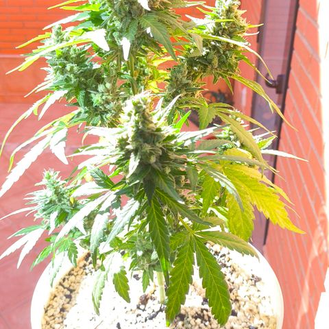 Northern Lights Auto topping growlog timeline photo