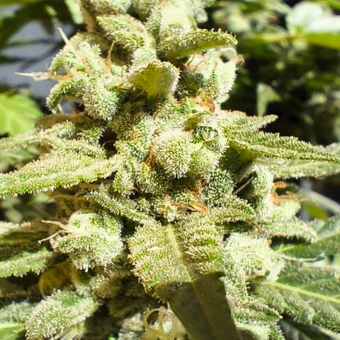 Northern Lights Auto topping growlog timeline photo