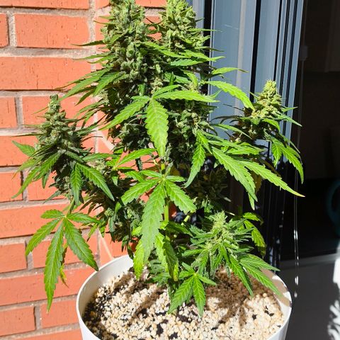 Northern Lights Auto topping growlog timeline photo
