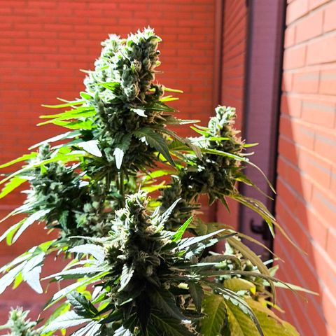 Northern Lights Auto topping growlog timeline photo