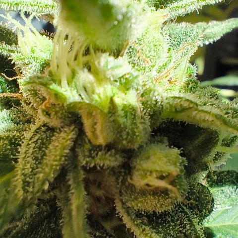 Northern Lights Auto topping growlog timeline photo