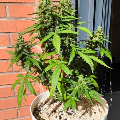Northern Lights Auto topping growlog timeline photo