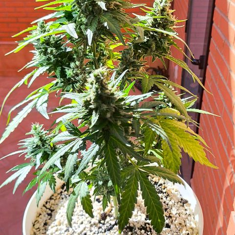 Northern Lights Auto topping growlog timeline photo