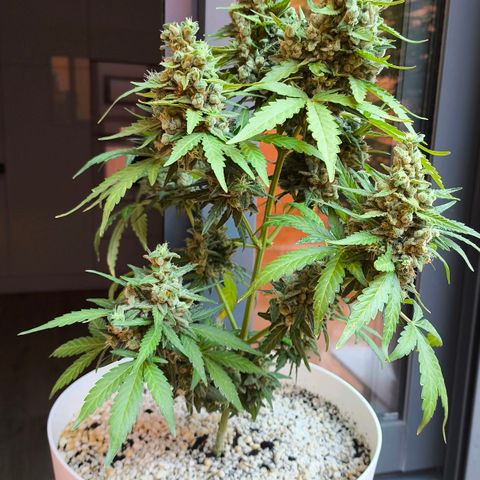Northern Lights Auto topping growlog timeline photo