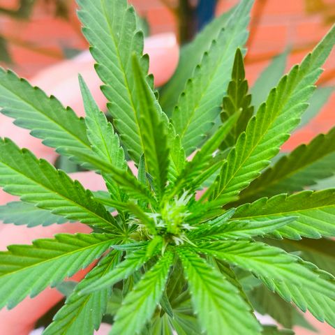 Super Skunk 32cm growlog timeline photo