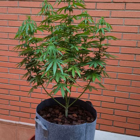 Super Skunk Topping  growlog timeline photo