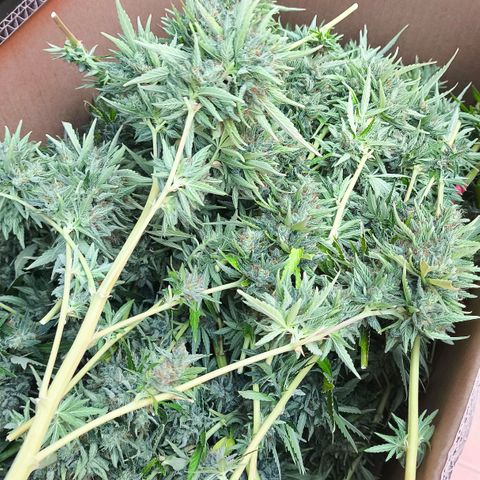Super Skunk 32cm growlog timeline photo