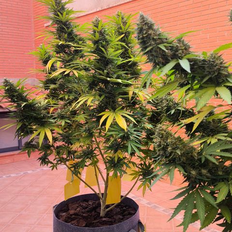 Super Skunk 32cm growlog timeline photo
