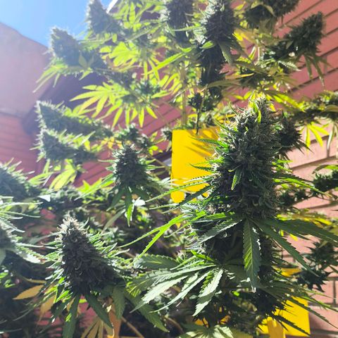 Super Skunk 32cm growlog timeline photo