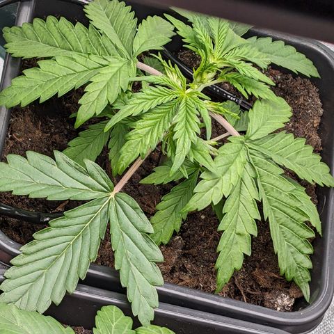 Emma growlog timeline photo