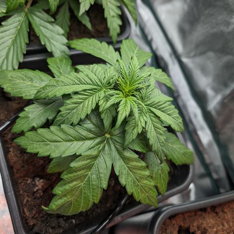Emilia growlog timeline photo