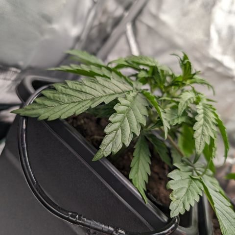 Emma growlog timeline photo