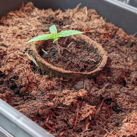 Elena growlog timeline photo