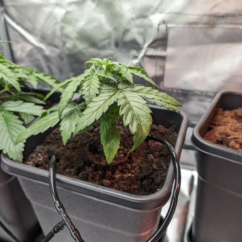 Emilia growlog timeline photo