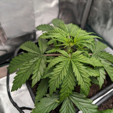 Emma growlog timeline photo