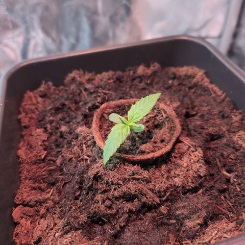 Elena growlog timeline photo