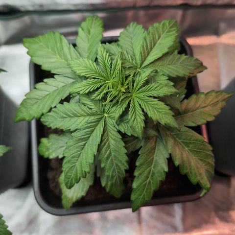 Emilia growlog timeline photo