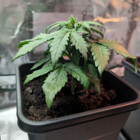 Emilia growlog timeline photo