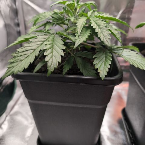 Emma growlog timeline photo
