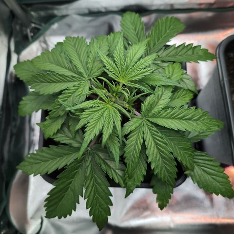 Emma growlog timeline photo