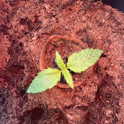 Elena growlog timeline photo