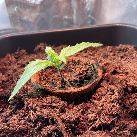 Elena growlog timeline photo