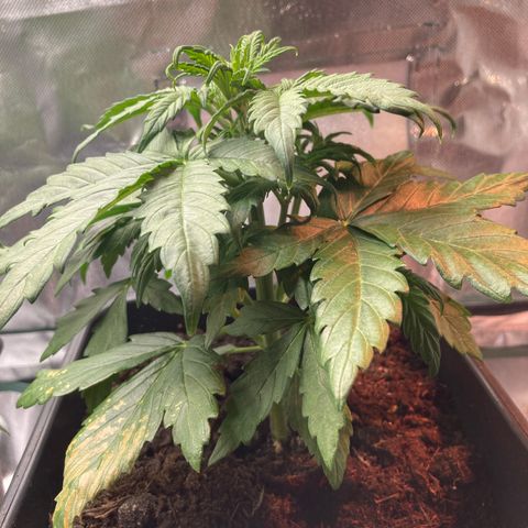 Emilia growlog timeline photo