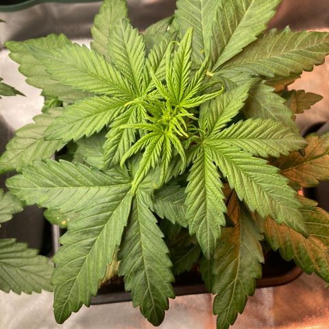 Emilia growlog timeline photo