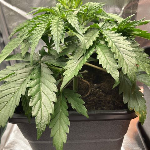 Emma growlog timeline photo
