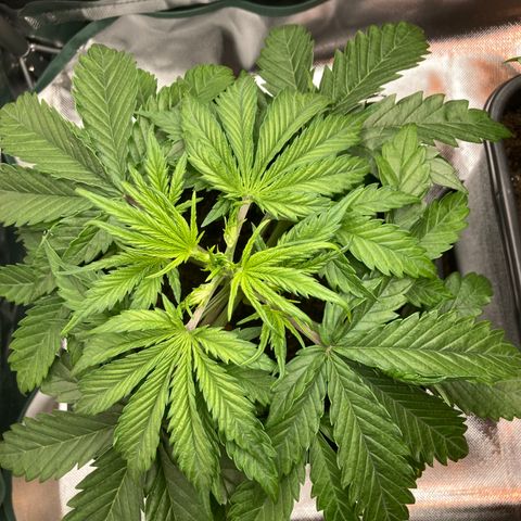 Emma growlog timeline photo