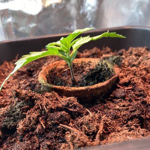Elena growlog timeline photo