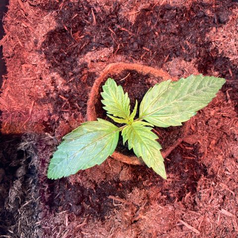 Elena growlog timeline photo