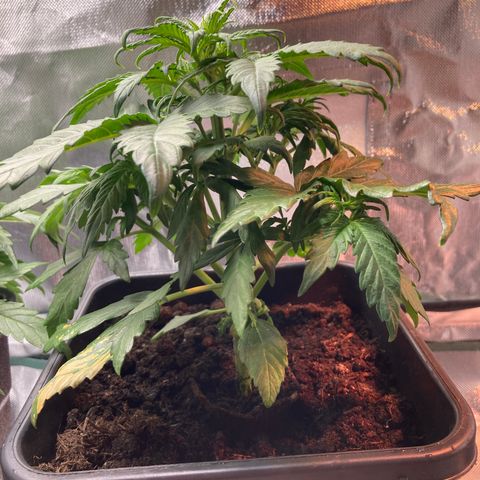 Emilia growlog timeline photo