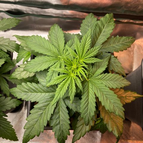Emilia growlog timeline photo