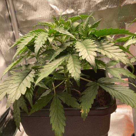 Emma growlog timeline photo