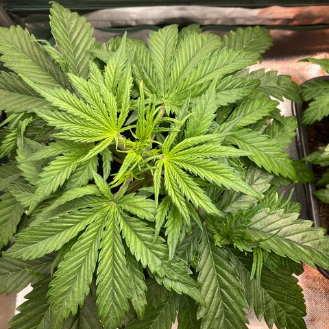 Emma growlog timeline photo